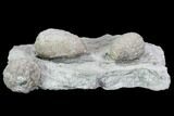 Three Cystoid Fossils (Holocystites) - Indiana #106269-3